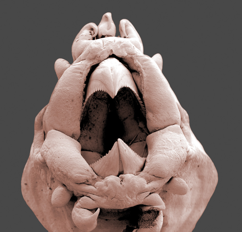 Illustration for article titled Photos of the Amazing and Gruesome World Under a Microscope